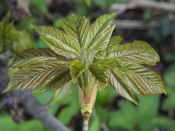 Abbildung 1 : Firscher Laubaustrieb beim Bergahorn