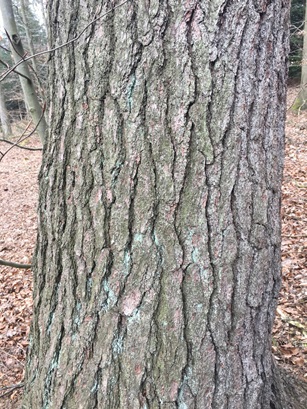 Abbildung 1 : Rinde der Weymouthskiefer Abbildung 1 : Rinde der Weymouthskiefer